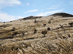 <strong>촬영장</strong> 찍고 눈부신 억새 평원으로…거꾸로 가는 시간여행