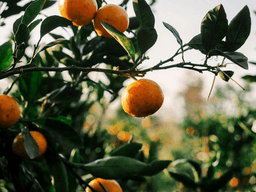 아날로그 <strong>감귤</strong>밭 <strong>감귤</strong>체험 /제주도 겨울 여행코스로 딱!