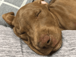 터그놀이 하던 핏불과 주인, '갑분싸'된 사연