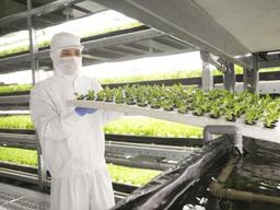 40도 <strong>폭염</strong> 속 25도서 자란 ‘NO스트레스’ 채소…값은 더 쌌다