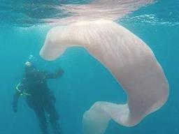 뉴질랜드 앞바다에 나타난 8m짜리 ‘심해 괴물’?