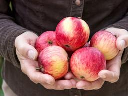 사과를 한 품종만 먹을 때 벌어지는 일…