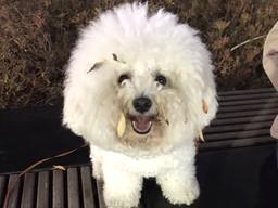 산책하는 <strong>비숑</strong> 보고 사람들이 빵 터진 이유.avi