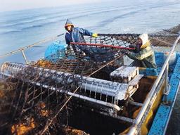 공급과잉에 김 재고 쌓이는데…<strong>양식</strong>시설 역대 최고