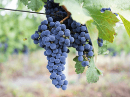 찝찝한 과일·채소 잔류농약, 말끔하게 제거하는 법