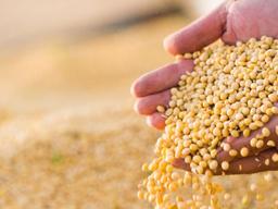 한국인의 밥상 지킴이 ‘콩’…단백질과 지방 공급원으로 ‘으뜸’