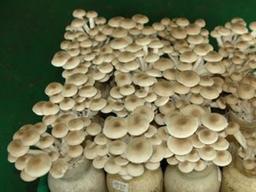 항암, 간 <strong>해독</strong>에 좋은 만가닥 버섯을 아시나요?