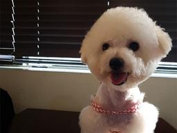 엄마 따라 '아장아장'.. 걸음마 연습하는 <strong>강아지</strong>