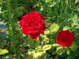 아픈 부인 위해 <strong>장미꽃</strong> 뽑은 할아버지 경미범죄심사위서 선처