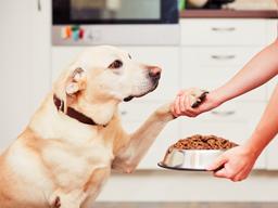 노령견 위한 프리미엄 <strong>펫푸드</strong> ‘들썩’