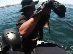 보트 속으로 밀려 들어온 새끼 <strong>물개</strong>의 운명은···