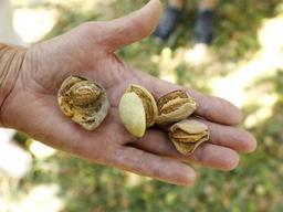 캘리포니아아몬드협회, 환경과 지속가능한 재배 연구에 6800만달러 투자