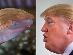 트럼프 이름 딴 양서류 등장… "앞 못 보는 것 닮아"