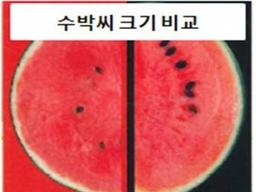 일본 SNS에서 뜨는 이색 <strong>농산물</strong>들