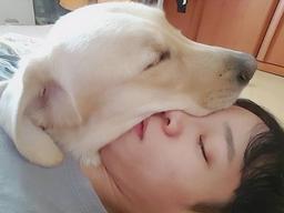 주인 껌딱지 리트리버가 꿀잠자는 법.."얼굴은 거들뿐"