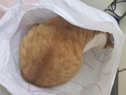 손 안 대고 고양이 수확하는 방법.."준비물은 단 한 장?"