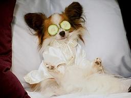 현재 백화점 영업팀이 '애완견 모시기'에 혈안이 된 이유