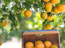 자몽, 지금 먹으면 좋은 이유