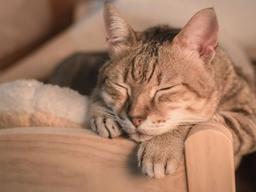 늙어가는 우리 냥이, 어떻게 대처해야 하지