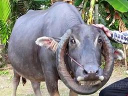 "머리 둘러싼 뿔 보셨나요" 관광객 모으는 <strong>태국</strong> '<strong>스타</strong> <strong>물소</strong>'