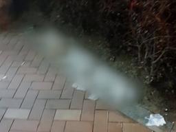 건물 밖으로 내던져진 강아지 3마리…20대 견주 입건