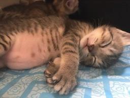 배 '뽈록'해질 때까지 맘마 먹고 꿀잠 자는 고양이