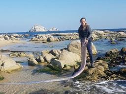 [팩트체크] 심해어가 해변에 밀려오면 '대지진'이 일어난다？