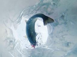 '도대체 왜 나만 못 잡나?'… 고수들이 귀띔한 산천어 낚시 비법