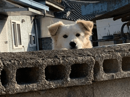 강아지에게 '외출 금지' 당한 <strong>누나</strong>의 사연.."지켜보고 있개!"