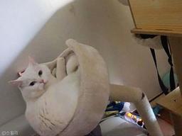 "캣타워 부러져도 나는.." 귀차니즘 '지존' 고양이