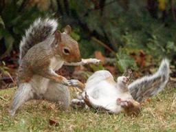 아마추어 사진가가 포착한 두 다람쥐의 리얼한 결투