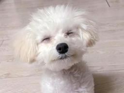 "심장 조심!"..치명적인 '눈웃음' 선보이는 <strong>미소</strong>천사 <strong>강아지</strong>