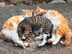 걸그룹 <strong>칼</strong>군무 저리가… 싱크로율 99%, 고양이 <strong>칼</strong>군무