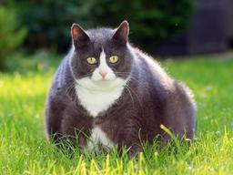 뚱냥이 다이어트, ‘식단조절+α’가 필요해