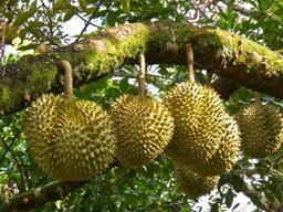 중국인들 ‘두리안’에 빠져…말레이시아 산림 파괴