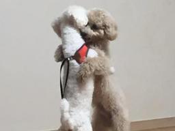 "우리 <strong>만남</strong>은 젠틀하게".. 첫 <strong>만남</strong>에 '왈츠' 춘 강아지들