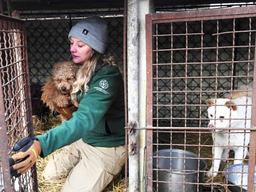 <strong>홍성</strong> 개고기 농장서 개 200여마리 구조중…곧 북미로 입양