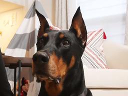 <strong>도베르만 핀셔</strong> 귀에 담긴 잔인한 진실, 단이 수술