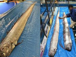 "<strong>대지진</strong> 전조?"…일본서 발견된 초대형 산갈치 '화제'