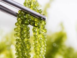 먹으면 <strong>오래</strong> 사나? 핫한 식재료로 뜬 '바다포도'