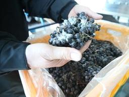 1㎏당 1천원 '헐값' 전락 <strong>아로니아</strong>…"재배하느니 뽑아버리겠다"