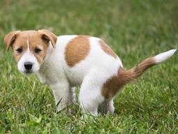 강아지가 <strong>똥</strong>을 먹는다고?! 왜?!