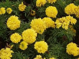 <strong>메리골드</strong> 꽃차, 미세먼지 나쁨에 주목받는 이유는?