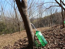 <strong>천연</strong> 미네랄 품은 ‘고로쇠 수액’