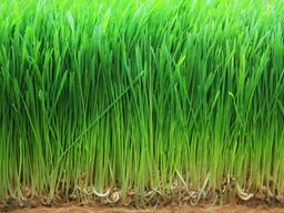 파릇파릇 돋아난 새싹보리, 슈퍼푸드로 각광