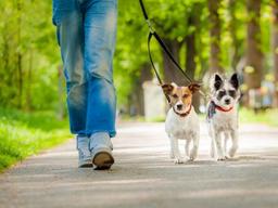 반려동물에게도 해로운 미세먼지 대처법