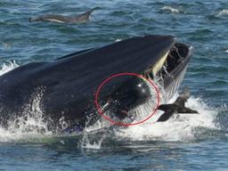 ‘못먹는거네, 퉤!’… 고래가 다이버 삼키려다 뱉어