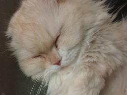 배우 윤균상이 던진 화두, '충동 <strong>동물</strong> <strong>분양</strong>'