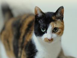 <strong>고양이</strong> 삼색털의 비밀