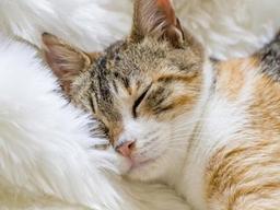 잠꾸러기 <strong>고양이</strong>, 너무 잠만 자요!